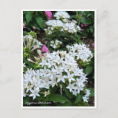 Carte Postale Egyptian Starcluster (Devant)