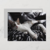 Carte postale égyptienne Mau Mix Joli chat (Devant / Derrière)