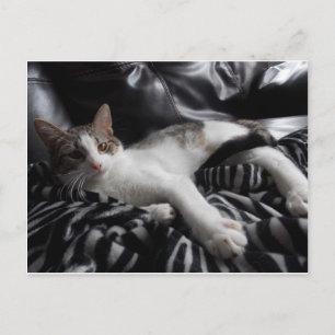 Carte postale égyptienne Mau Mix Joli chat