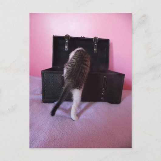 Carte postale égyptienne Mau Mix kitten (Devant)