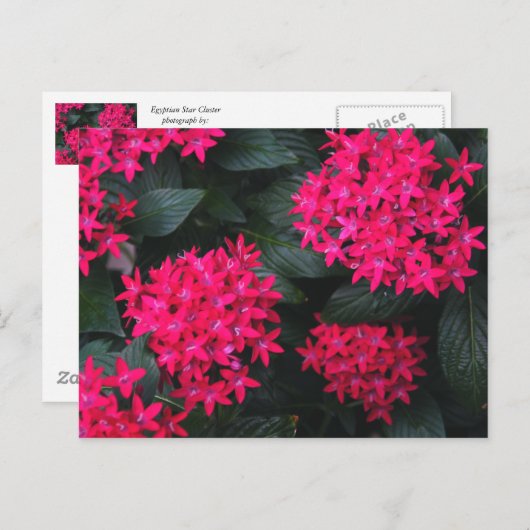 Carte postale égyptienne Star Flower (Devant / Derrière)