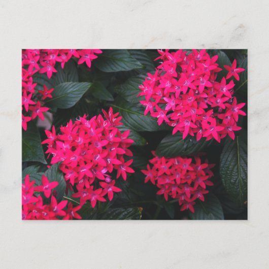 Carte postale égyptienne Star Flower (Devant)