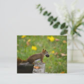 Carte Postale Eichhörnchen-Dieb / voleur d'écureuils (Debout devant)