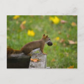 Carte Postale Eichhörnchen-Dieb / voleur d'écureuils (Devant)