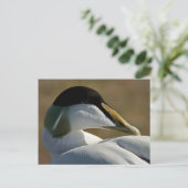 Carte Postale Eider (Debout devant)