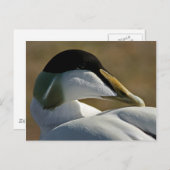 Carte Postale Eider (Devant / Derrière)
