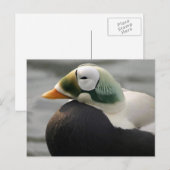 Carte Postale Eider spectaculaire (Devant / Derrière)