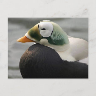 Carte Postale Eider spectaculaire
