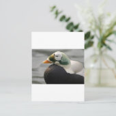 Carte Postale Eider spectaculaire (Debout devant)
