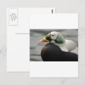 Carte Postale Eider spectaculaire (Devant / Derrière)