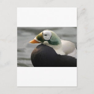 Carte Postale Eider spectaculaire