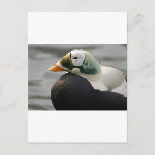 Carte Postale Eider spectaculaire (Devant)