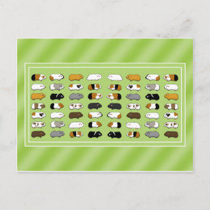 Carte Postale Eine Postkarte mit Meerschweinchen