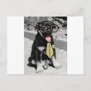 Carte Postale Einstein est un chien de chiot noir intelligent