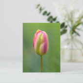 Carte Postale Einzelne Tulpe (Debout devant)