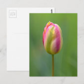 Carte Postale Einzelne Tulpe (Devant / Derrière)