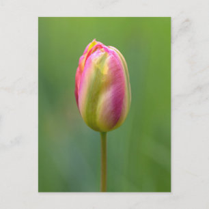 Carte Postale Einzelne Tulpe