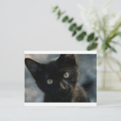 Carte Postale EK Black Cat Effrayer (Debout devant)