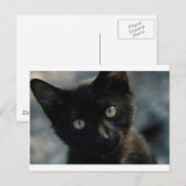 Carte Postale EK Black Cat Effrayer (Devant / Derrière)