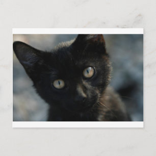 Carte Postale EK Black Cat Effrayer