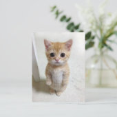 Carte postale El Gato Cat Meme (Debout devant)