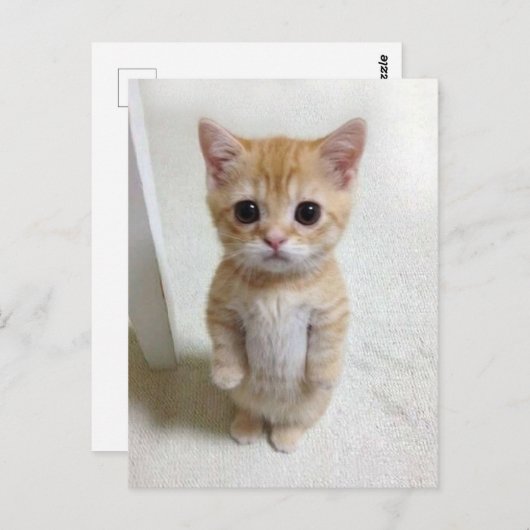 Carte postale El Gato Cat Meme (Devant / Derrière)