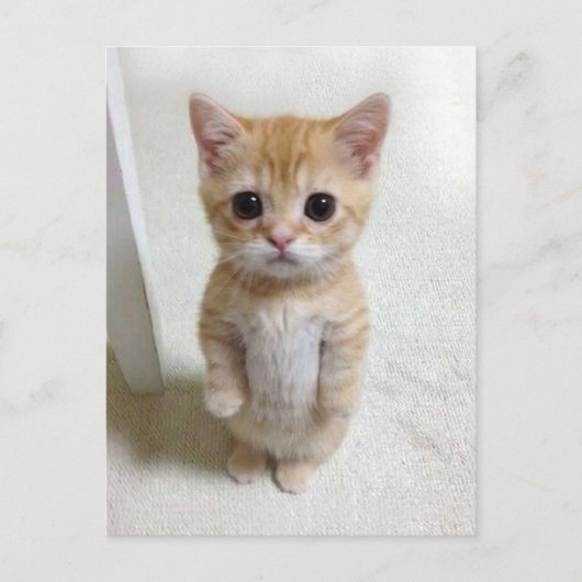 Carte postale El Gato Cat Meme (Devant)