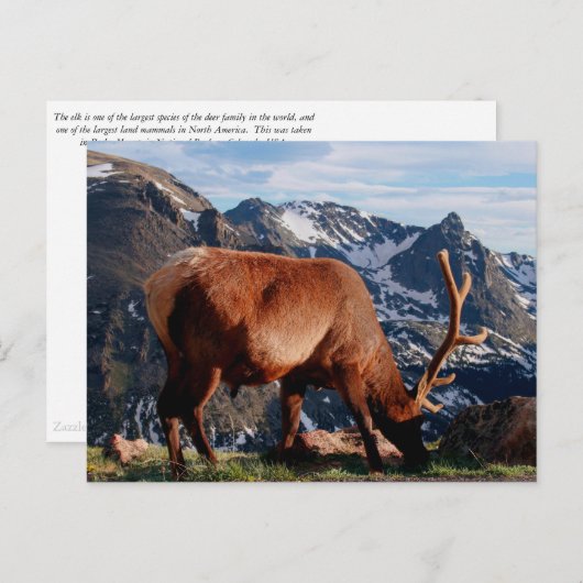 Carte Postale Élan (Devant / Derrière)