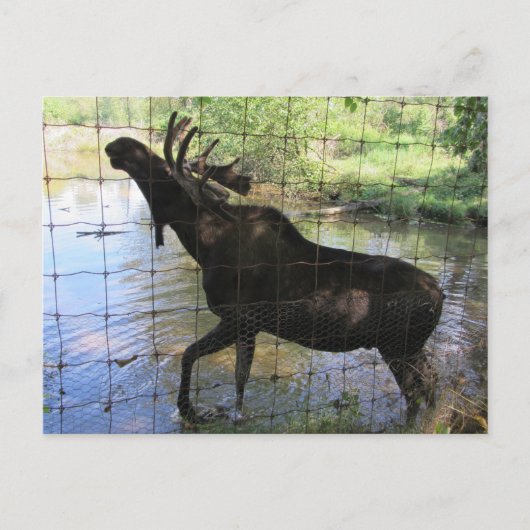 Carte Postale Élan (Devant)