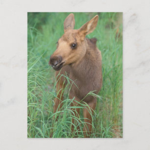 Carte Postale élan, Alces alces, nouveau-né debout