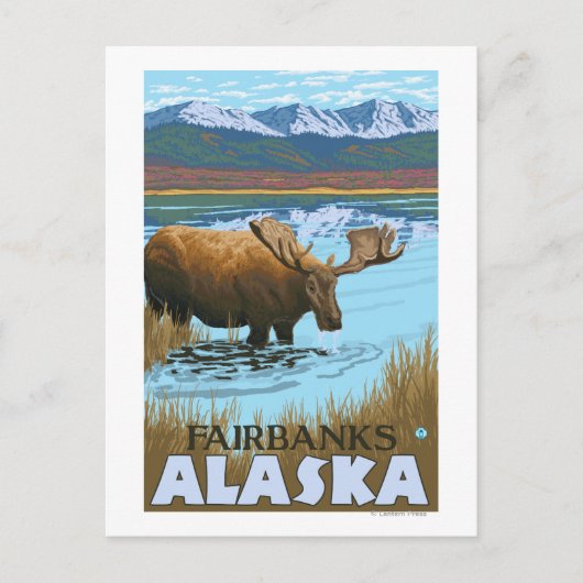 Carte Postale Élan buvant au lac - Fairbanks, Alaska (Devant)