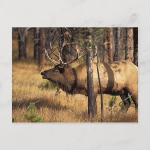 Carte Postale élan, Cervus elaphus, taureau claironne dans un br