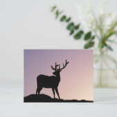 Carte Postale Élan du parc national de Rocky Mountain, Colorado (Debout devant)