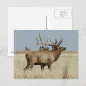 Carte Postale Élan mâle E4 (Devant / Derrière)