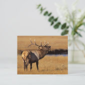 Carte Postale Élan mâle Roosevelt Wyoming (Debout devant)