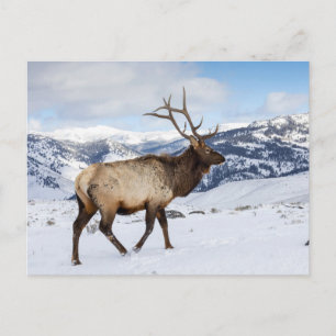 Carte Postale Élan mâle solitaire Parc national de Yellowstone