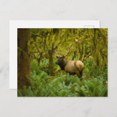 Carte Postale Élan Roosevelt Bull (Devant / Derrière)