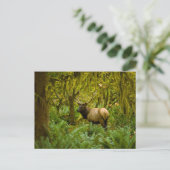 Carte Postale Élan Roosevelt Bull (Debout devant)