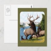 Carte Postale Élan Wapiti (Devant / Derrière)