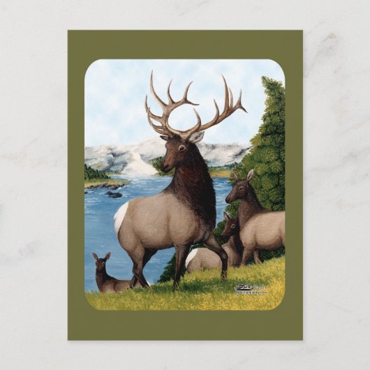 Carte Postale Élan Wapiti (Devant)