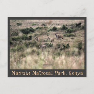 Carte Postale Eland Antelopes à Nairobi National Park, Kenya