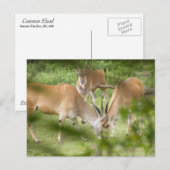 Carte Postale Eland commun (Devant / Derrière)