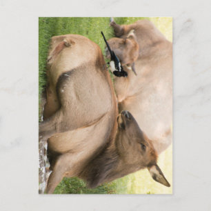 Carte Postale Élans et oiseau