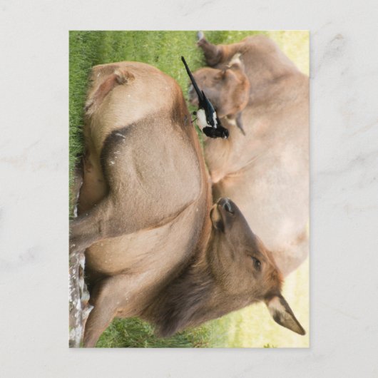 Carte Postale Élans et oiseau (Devant)