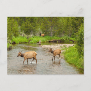 Carte Postale Élans traversant le fleuve Colorado