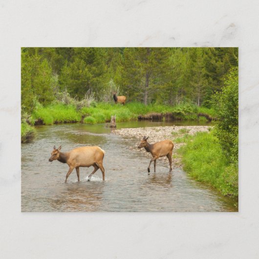 Carte Postale Élans traversant le fleuve Colorado (Devant)