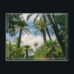 Carte postale Elche<br><div class="desc">Carte postale montrant les palmiers d'Elche,  Espagne.</div>