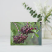 Carte postale Elderberry (Debout devant)
