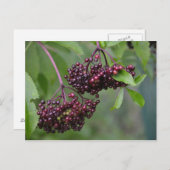Carte postale Elderberry (Devant / Derrière)