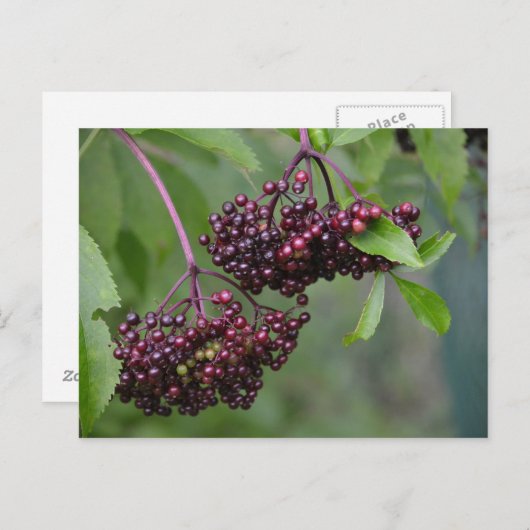 Carte postale Elderberry (Devant / Derrière)